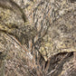 MOSSY OAK Long Sleeve T-Shirt